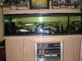 My 8Ft Tank