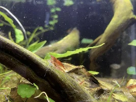 ADA 60F v2.0