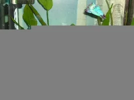 Pictures of my new Betta