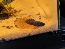 New betta resting on the bottom of the tank.