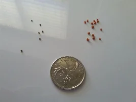 new food very tiny- how much should i feed?