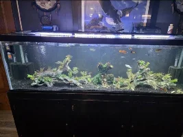 Algae waffles