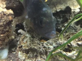 Ich?