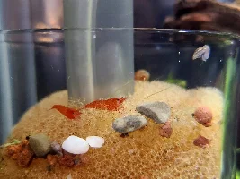 Shrimp photos