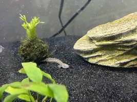 Bichir growing nice and big