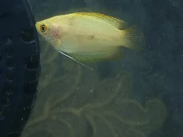 Honey Gourami with weird underskin issue