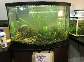 aquarium plants disintegrating!
