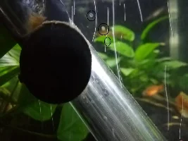 Weird Nerite Snail Egg