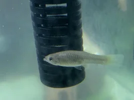 Guppy needs help maybe
