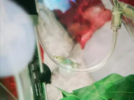Does anyone know if this guppy has fin rot and bent spine?