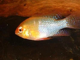 Another Cichlid Needing Identifying