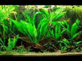 Do amazon swords need Root tabs? Or can they be fine with no fertilizer/Leaf zone?