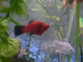 Help, Sick Platy