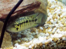 some random pics that I have of my cichlids