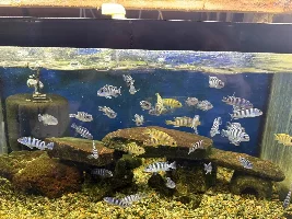 A Visit to My Local Fish Store