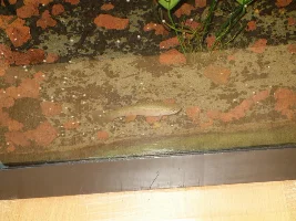 Museum Killifish