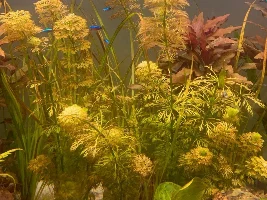 Dwarf Ambulia turning brown