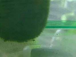 Don't feed newly hatch Cory fry?