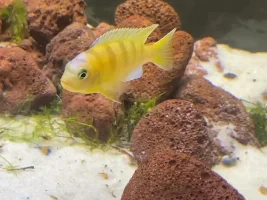 My Aunt's African Cichlid Tank