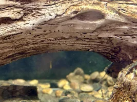 central American / Mexican tank… regional fish question…