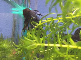 New 5 gallon hexagon tank started cycling for a Betta fish