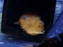 Hello aquatic enthusiasts!