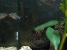 New tetras.. 2 died