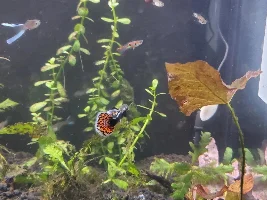 I introduce you to guppyland and its inhabitants
