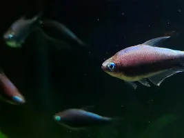 (Update post #26) Dithers or more cories?
