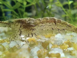 Help Identifying Shrimp Specie