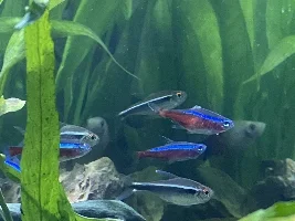 Is this fin rot or neon tetra disease?