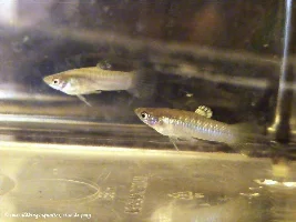 New fish mom. Help!