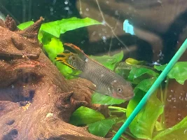 2026 in the big fishroom