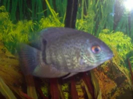 Severum