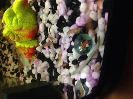 Weird Worm Thing In Tank!? Please Help