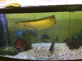 My LFS (Local Fish Store)