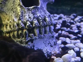 Weird spot on Algea eater
