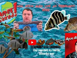Aqua Alex LIVE,