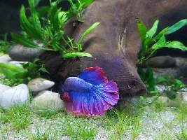 My newest boy arrived today and I am thrilled!
