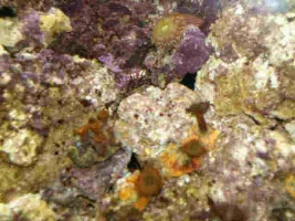 My Nano Reef Set-up/diary (upgraded 45g) Step-by-step