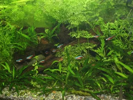 Planted Tank