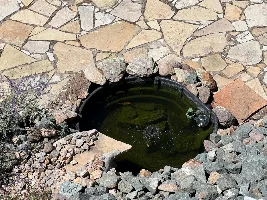 Fish For High Elevation Outdoor Ponds