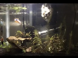 Vote Now! - September 2021 Tank of the Month (16 Gal and Smaller)