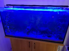 55 Gal project and some of the inhabitants