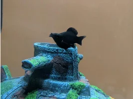 Can someone help me identify the sex of my fish please??