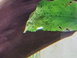 need help Identifying solid white poop not stringy