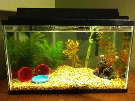My New Tank 8)