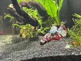 Fluval Flex 15 gallon build thread