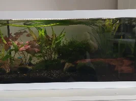 54 litre freshwater aquarium diary