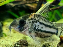 Cories, lots of cories.